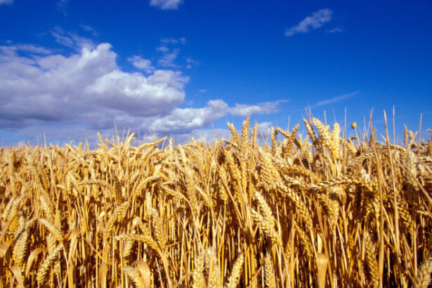 video romania va avea o productie record la cereale in 2025 fermierii sunt multumiti de prognoza culturile de grau ajutate de ploi 68452798607d5