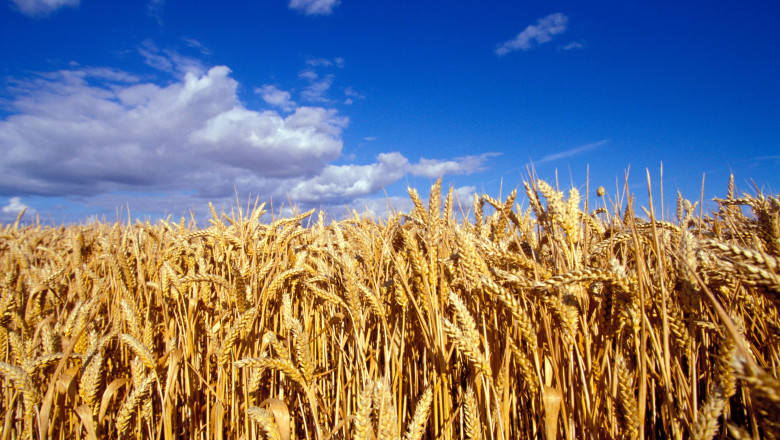 video romania va avea o productie record la cereale in 2025 fermierii sunt multumiti de prognoza culturile de grau ajutate de ploi 68452798607d5
