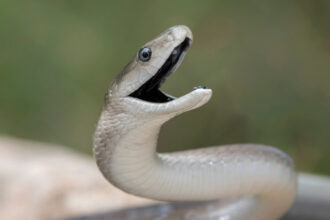 video serpi in apropierea unui restaurant si intr o scara de bloc din mehedinti au intervenit jandarmii 683ed6591323e