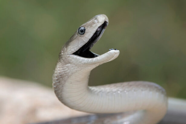 video serpi in apropierea unui restaurant si intr o scara de bloc din mehedinti au intervenit jandarmii 683ed6591323e