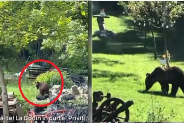 video toti muntii sunt plini orasul in care localnicii sunt terorizati de ursi zi si noapte animalele intra fara frica in gospodarii 684a79421756d