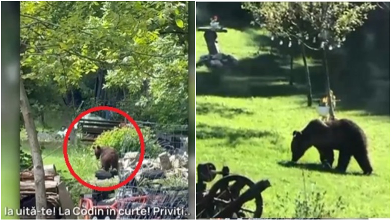 video toti muntii sunt plini orasul in care localnicii sunt terorizati de ursi zi si noapte animalele intra fara frica in gospodarii 684a79421756d