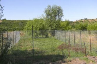 adapost pentru cainii abandonati 6867d31508353