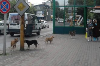 criza declansata de primarul de mezzo fara adapost la slatina nici cainii din caracal nu mai pot fi preluati 6877935646d01