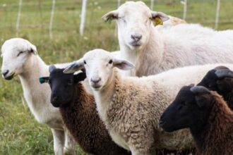 focar de variola ovina la tufeni si crampoia 6880c3e6b9066