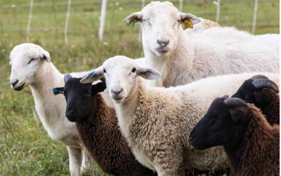 focar de variola ovina la tufeni si crampoia 6880c3e6b9066