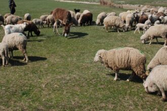 focare de variola ovina in judetul olt peste 3000 de oi si capre cor fi sacrificate 6881238dd7859