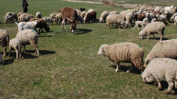 focare de variola ovina in judetul olt peste 3000 de oi si capre cor fi sacrificate 6881238dd7859