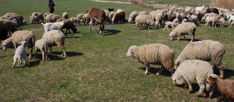 focare de variola ovina in judetul olt peste 3000 de oi si capre cor fi sacrificate 6881238dd7859