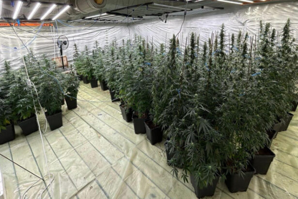 galerie foto politist cercetat pentru trafic de droguri a dezvoltat o cultura indoor de canabis impreuna cu sotia sa in dambovita 6888bf6db116f