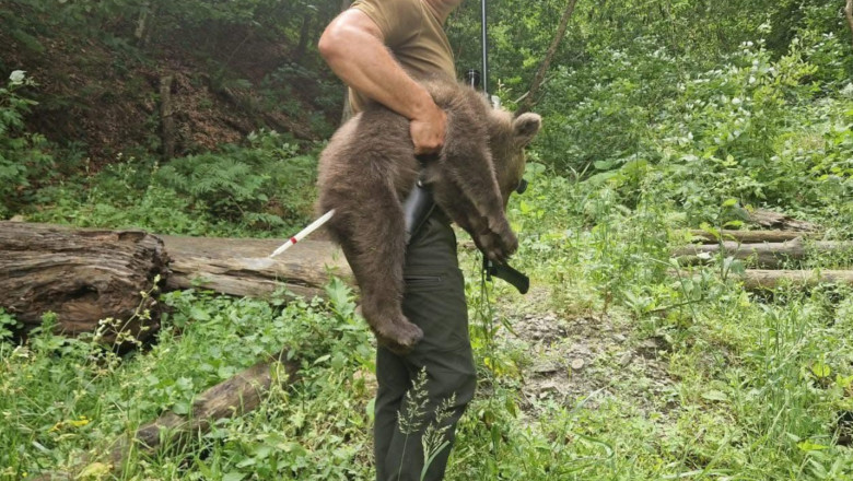 galerie foto unul dintre puii ursoaicei ucise pe transfagarasan preluat slabit si speriat ong ul agent green acuza autoritatile de neglijenta 68700b921bb82