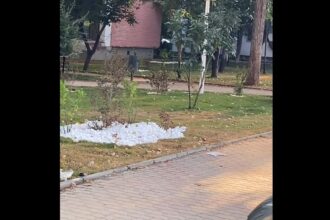 gazonul pus de firma dus pe bulevardul ai cuza din slatina s a uscat la scurta vreme de la plantare video 686e5474785d3