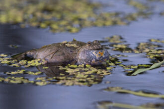 lucrarile la cel mai scump drum judetean din romania trebuie refacute probleme pentru doua specii de broasca pe transapuseana 686ff926c0392