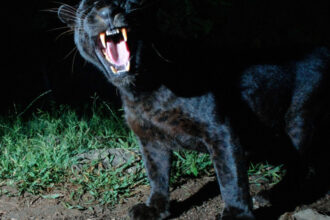 pantera neagra disparuta din bulgaria ar fi fost observata de doi adolescenti intr o localitate din teleorman ce spun jandarmii 6865162a9dff3 1