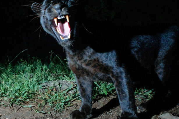 pantera neagra disparuta din bulgaria ar fi fost observata de doi adolescenti intr o localitate din teleorman ce spun jandarmii 6865162a9dff3 1