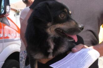 priseacaea9fbe sterilizare gratuita pentru caini si pisici 686baf40da132