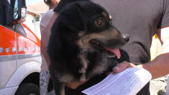 priseacaea9fbe sterilizare gratuita pentru caini si pisici 686baf40da132