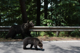 puii ursoaicei impuscate pe transfagarasan nu au fost gasiti sanctuarul din zarnesti spune ca nu i a preluat 686d80a3c322a