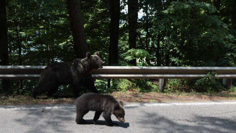puii ursoaicei impuscate pe transfagarasan nu au fost gasiti sanctuarul din zarnesti spune ca nu i a preluat 686d80a3c322a