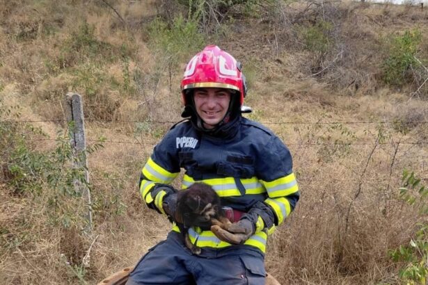 un catel cazut intr un canal de aductiune dezafectat salvat de pompierii detasamentului slatina 6889f360699c9