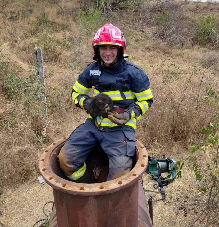 un catel cazut intr un canal de aductiune dezafectat salvat de pompierii detasamentului slatina 6889f360699c9