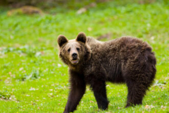 un cioban a fost atacat si ranit de un urs pe munte 686b5b72d980c