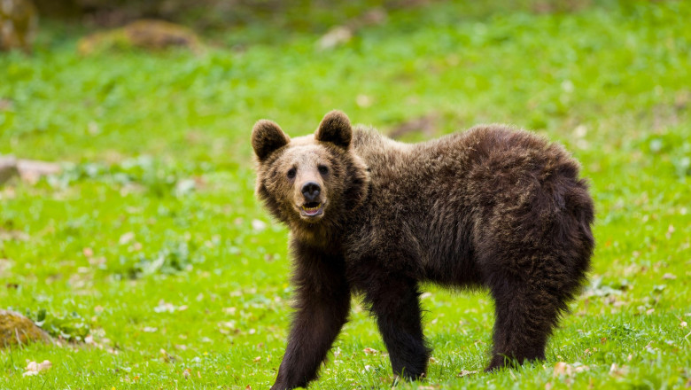 video cioban fugarit de urs in muntii fagaras barbatul a fost ranit la picior si a fost preluat de salvamontisti 6867b5501ff87