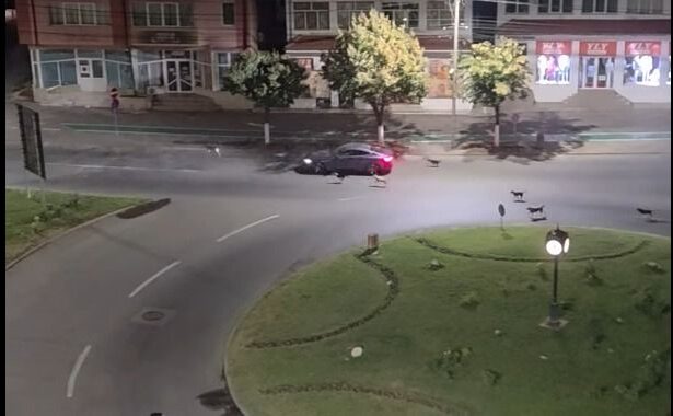 video haita de caini in centrul slatinei 686ca1805b2d1