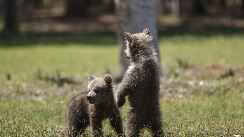 video un barbat din arad a capturat doi pui de urs si i a dus acasa ca animale de companie el a fost retinut de politisti 6877921f9f728