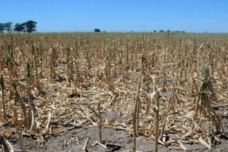 a inceput treieratul la floarea soarelui si recoltatul la porumb 689367af35fdc