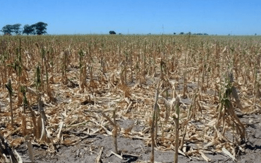 a inceput treieratul la floarea soarelui si recoltatul la porumb 689367af35fdc