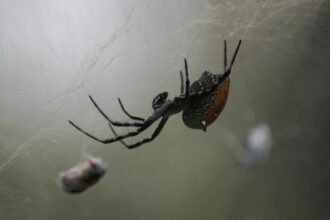 cum sa alungi paianjenii din casa folosind metode naturale 68a61b912aefb