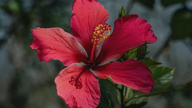 de ce se ingalbenesc frunzele la trandafirul japonez care sunt cauzele si ce trebuie sa faci 68a5e87232fb8