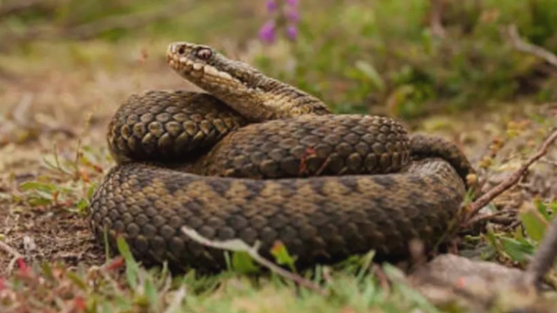 femeie muscata de sarpe transportata de urgenta la spitalul judetean din bistrita avertisment din partea specialistilor 68a9b284413bc