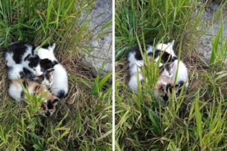 femeie sanctionata pentru abandonarea mai multor pisicute 6894dbefb8afa