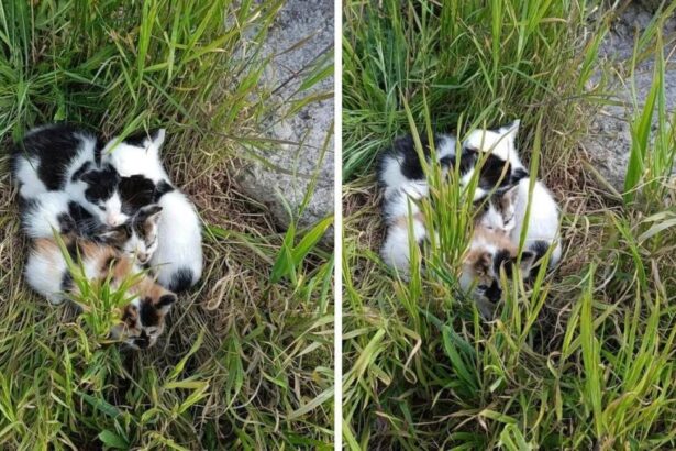 femeie sanctionata pentru abandonarea mai multor pisicute 6894dbefb8afa