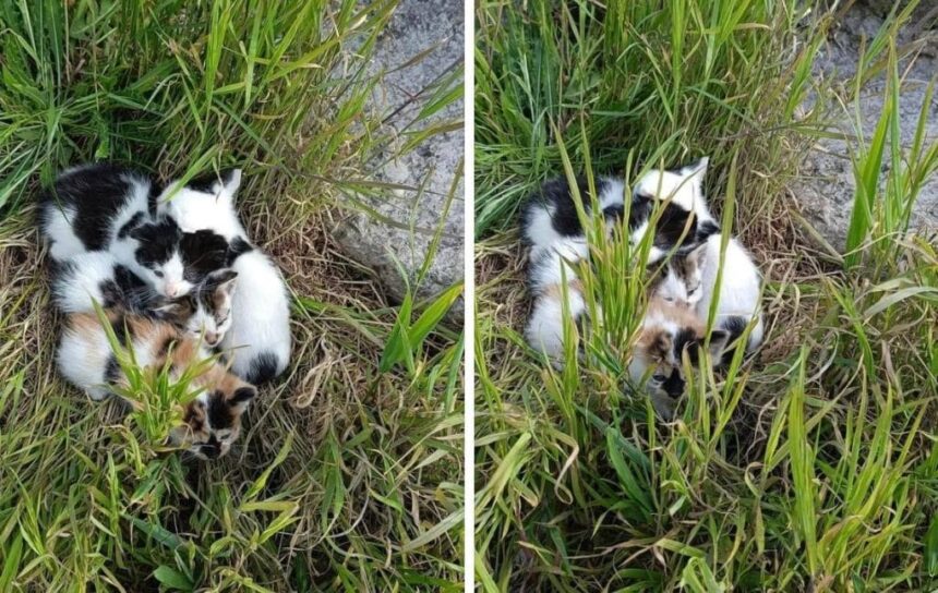 femeie sanctionata pentru abandonarea mai multor pisicute 6894dbefb8afa