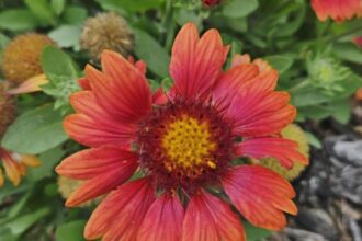 florile pe care trebuie sa le plantezi in gradina la sfarsitul lunii august vor fi inflorite pe toata perioada toamnei 68a492377282d