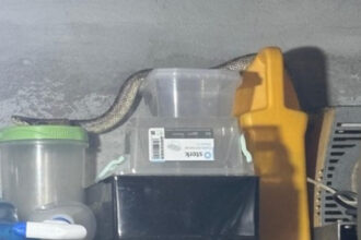 foto balaur dobrogean capturat de jandarmi intr o gospodarie din localitatea 2 mai 6894b8b0a912c