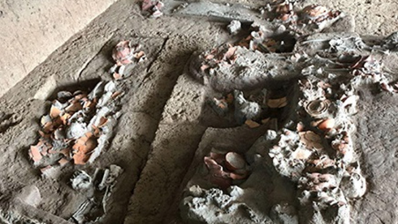 foto descoperire rara dinti vechi de 4 000 de ani arata ca oamenii consumau nuci cu efecte psihoactive 689055701b28e