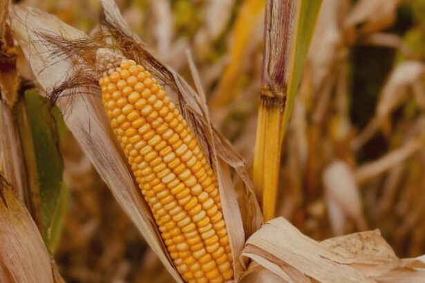 horoscopul lunii septembrie 2025 o perioada plina de schimbari majore pentru cateva zodii 68ac4d85bf5a1