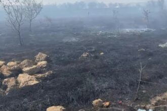 incendiu urias de vegetatie la periferia craiovei autoritatile au emis un mesaj ro alert video 68ab133dc78d6