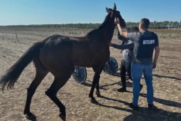 politistii olteni actiuni pentru protejarea animalelor 68ac4b7fe192b