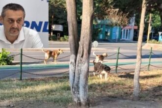 primarul slatinei recunoaste ca este depasit de situatie in gestionarea cainilor fara stapan la ce masura disperata s a gandit foto 688c662b7bb2d