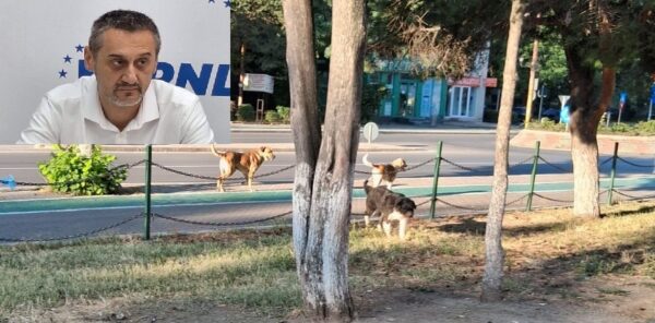 primarul slatinei recunoaste ca este depasit de situatie in gestionarea cainilor fara stapan la ce masura disperata s a gandit foto 688c662b7bb2d