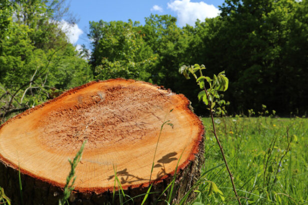 regenerarea padurilor este in scadere in special la rasinoase si foioase putin peste 25 000 de hectare au fost reimpadurite in 2024 688eff908d8a3