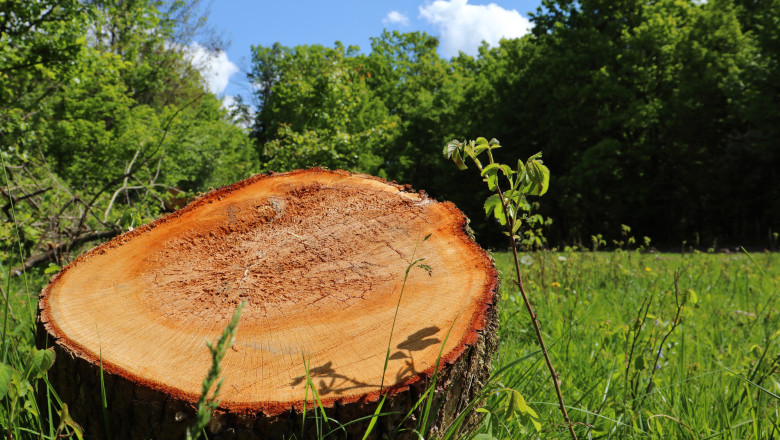 regenerarea padurilor este in scadere in special la rasinoase si foioase putin peste 25 000 de hectare au fost reimpadurite in 2024 688eff908d8a3