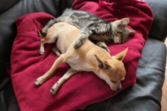 respectarea drepturilor animalelor in vizorul oamenilor legii 689de8990c6ae