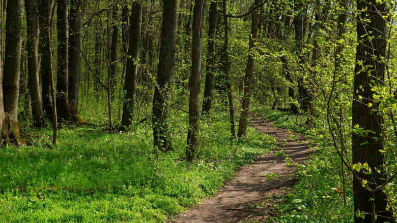 silvicultori retinuti pentru ca au ajutat hotii de lemne si au acoperit furtul in acte 68930c2d8438c