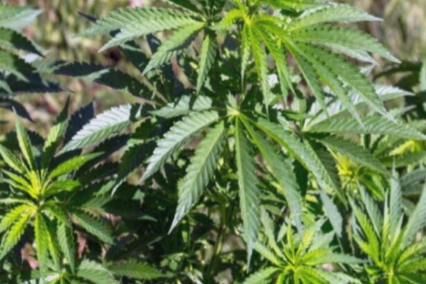 studiu socant consumul de canabis pentru depresie poate deschide usa paranoiei 68af5beb4e995